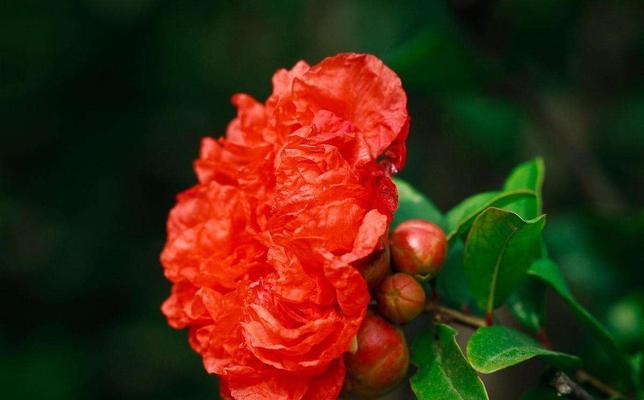 石榴花花语代表什么意思？石榴花的象征意义有哪些？