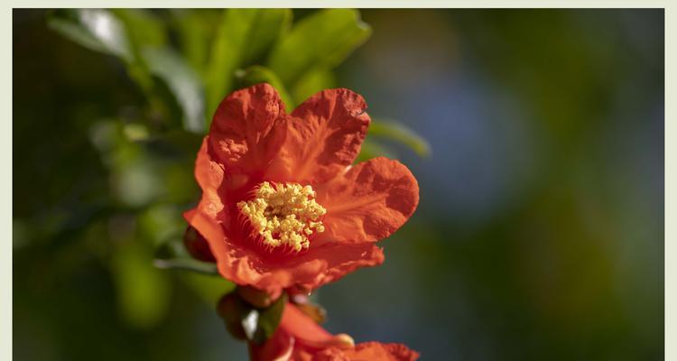 石榴花花语代表什么意思？石榴花的象征意义有哪些？