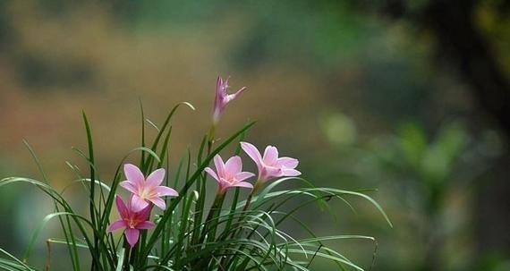 风雨兰是一年生还是多年生植物？如何区分和养护？