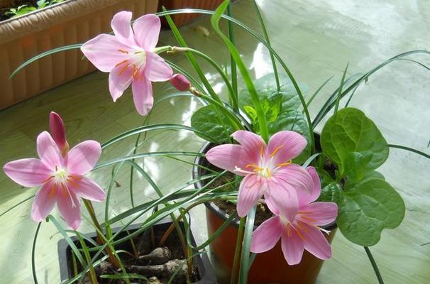 风雨兰四季都能开花吗？如何确保全年持续开花？