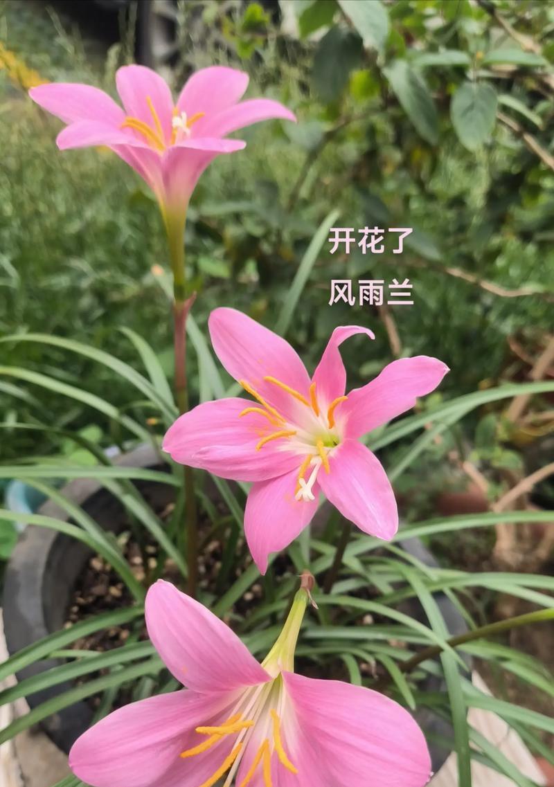 风雨兰四季都能开花吗？如何确保全年持续开花？