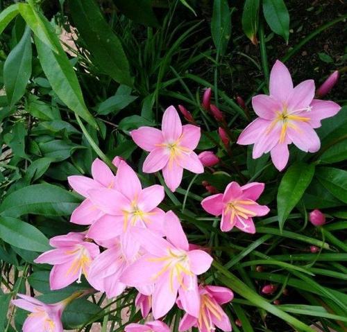 风雨兰一年能开几次花？如何养护才能多开花？