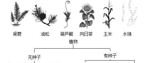 枫树和梧桐树的区别是什么？如何区分它们的特征？