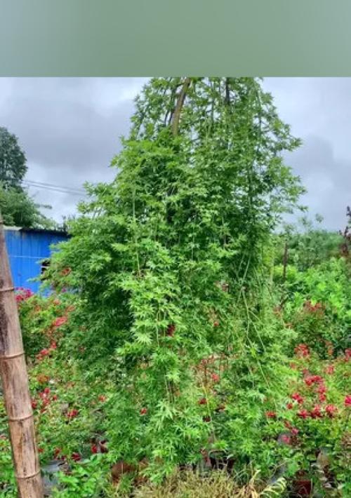 枫树配土方法与种植土壤有哪些常见问题？