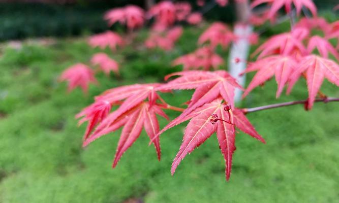 枫树种子发芽需要多长时间？如何加速发芽过程？