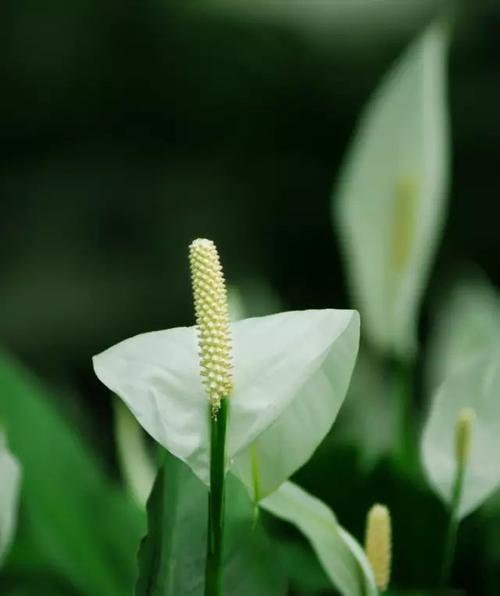 什么花象征着幸运和好运？如何用它们来提升家居风水？