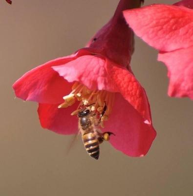 蜂蜜水浇花的好处是什么？它能替代施肥吗？