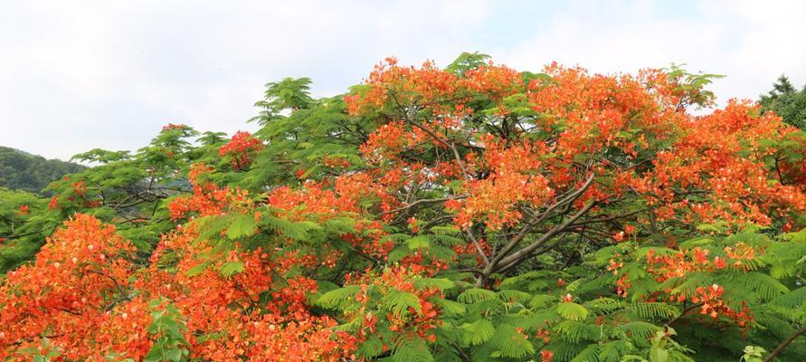 凤凰花通常是什么颜色的？常见颜色有哪些变化？