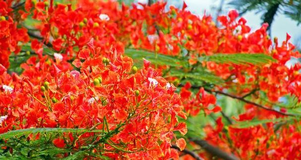 凤凰花一年开几次花？花期月份与时间是什么时候？