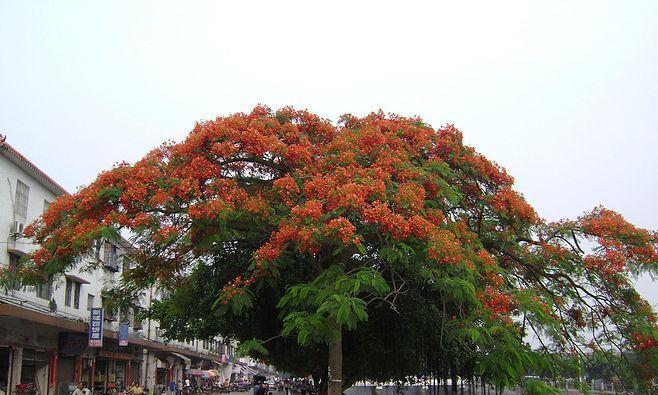 凤凰木耐寒多少度？如何在寒冷地区种植？