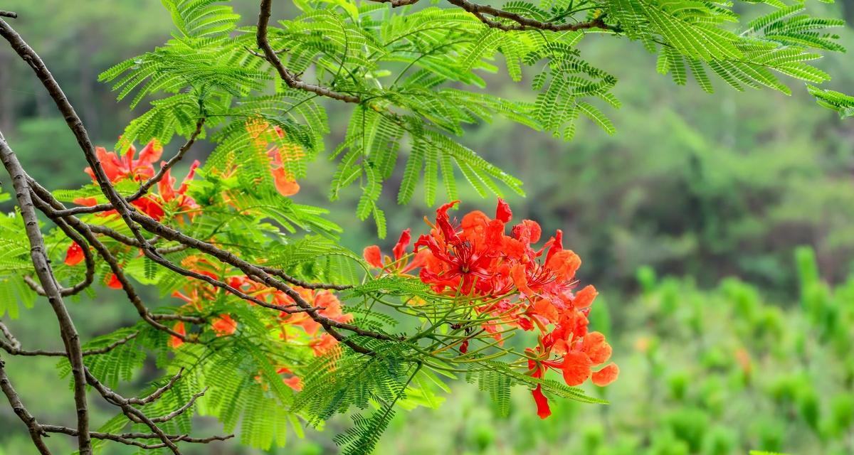 凤凰木开花时间是什么时候？几月份会开花？