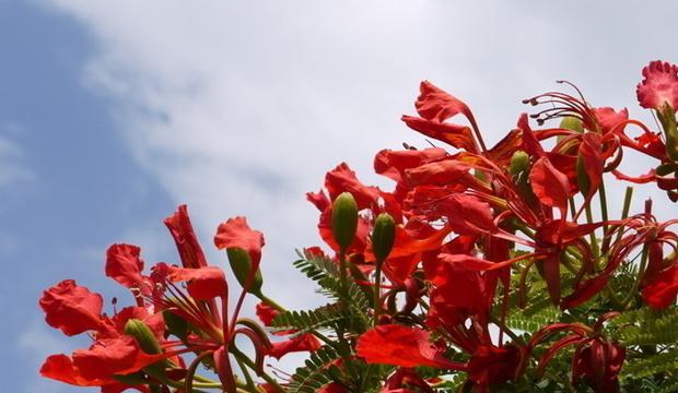 凤凰树开花季节是什么时候？如何判断其开放时间？