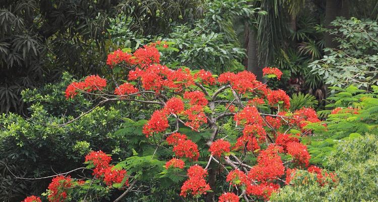 凤凰树开花季节是什么时候？如何判断其开放时间？