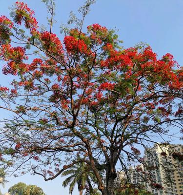 凤凰树开花季节是什么时候？如何判断其开放时间？