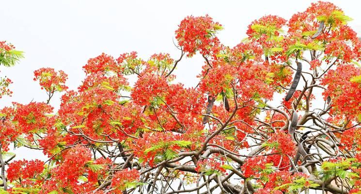 凤凰树一年开几次花？如何养护才能多开花？