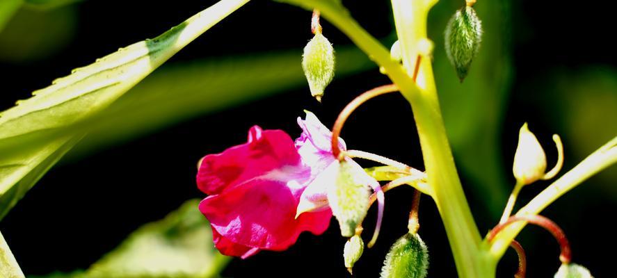 凤仙花的花语是什么？如何正确解读凤仙花的象征意义？