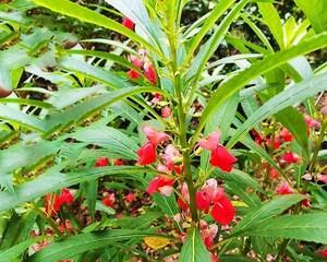 凤仙花种子怎么种？种植步骤有哪些常见问题？