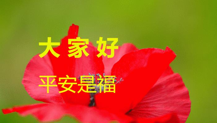 什么花代表平安？揭秘花语中的平安含义是什么？