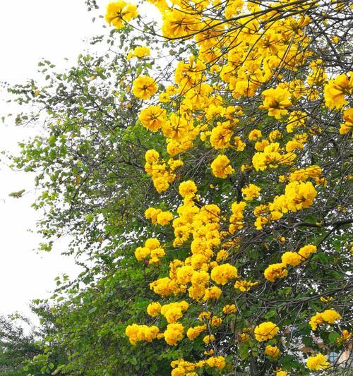 佛山市花是什么？了解佛山市花的含义和特点？