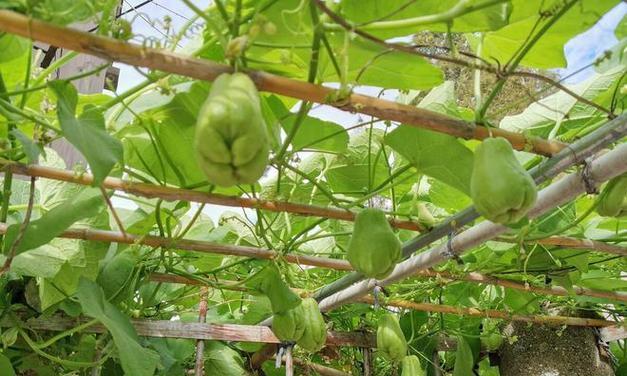 佛手瓜种植的最佳季节是什么时候？如何确保高产？