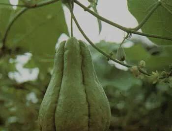 佛手瓜是属于一年生植物还是多年生植物？常见种植问题解答