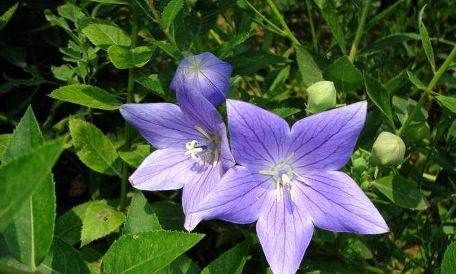 什么花代表挚友的花语？如何用花卉表达深厚友情？