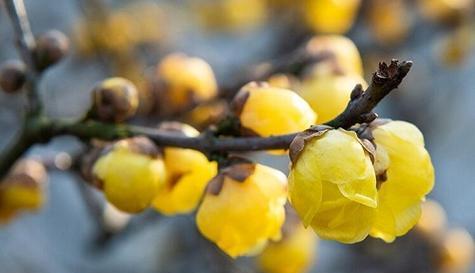 什么花代表挚友的花语？如何用花卉表达深厚友情？