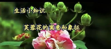 什么花代表自爱自尊？花语中自尊自爱的花朵有哪些？