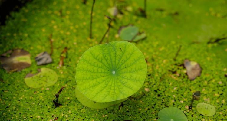 浮萍叶子发黄怎么办？如何快速恢复绿色？