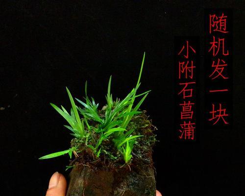 符石菖蒲修根的最佳方法是什么？修根后如何正确养护？