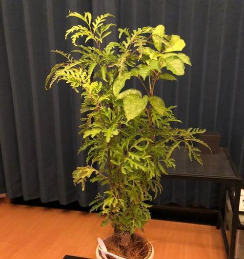 福禄桐会开花吗？开花时是什么样子的？