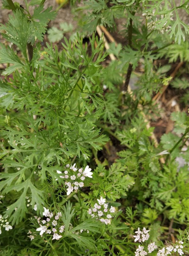 香菜开花是怎样的过程？开花后还能食用吗？