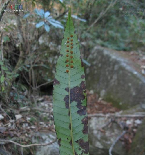 附生植物有哪些种类？它们的生长环境和特点是什么？