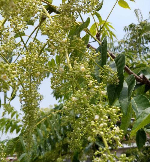 香椿树会开花吗？开花有什么特别的含义？