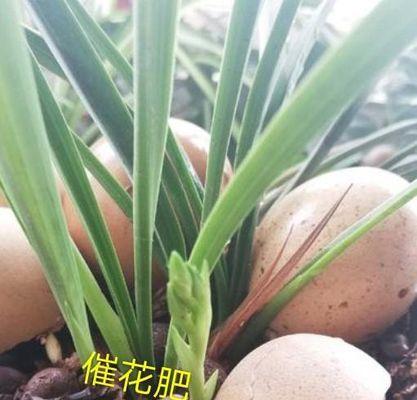 复合肥可以浇兰花吗？使用复合肥对兰花生长的影响是什么？