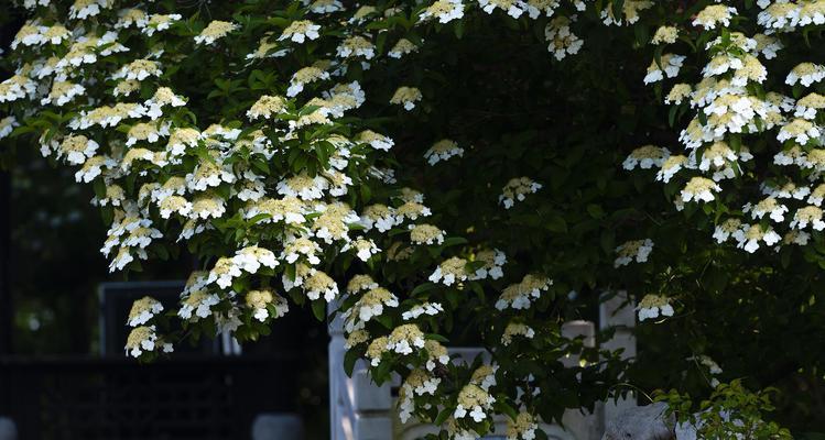 扬州市花琼花象征什么？琼花寓意有哪些？