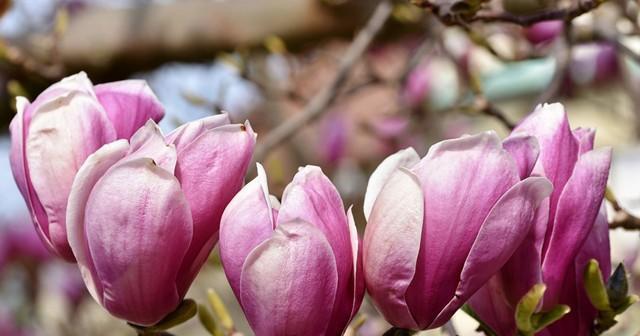 玉兰花一年开几次？花的寓意与预兆是什么？