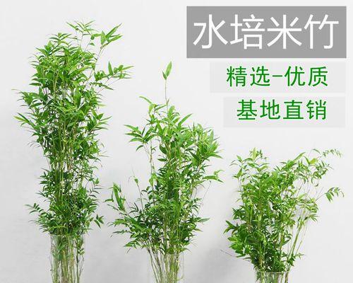 富贵竹根部腐烂如何处理？有效解决方法有哪些？