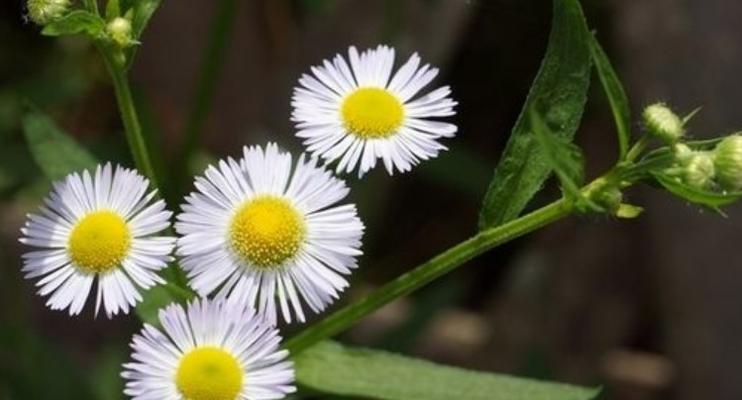 野菊花花语是什么？了解其象征意义及用途？