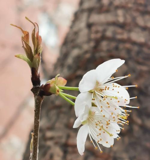 樱桃花花语是什么？如何养护樱桃花？