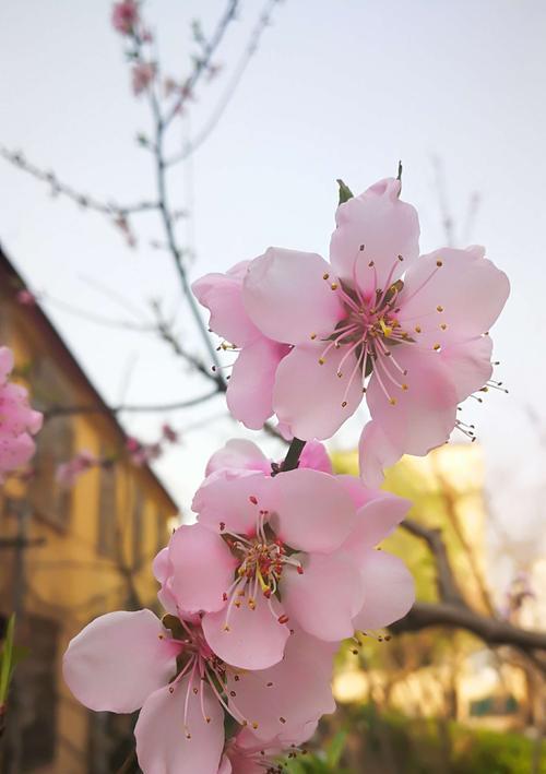 樱桃花花语是什么？如何养护樱桃花？