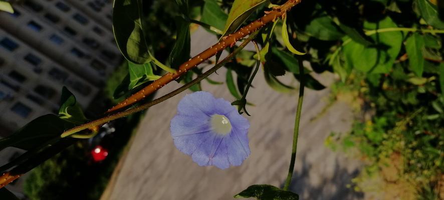 圆叶牵牛花语是什么？圆叶牵牛花代表的含义有哪些？