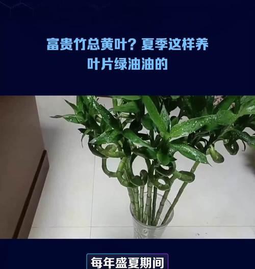 富贵竹修根上盆前应该注意什么？换盆时如何正确修根？