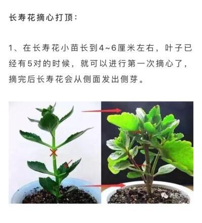 富贵竹修根上盆前应该注意什么？换盆时如何正确修根？