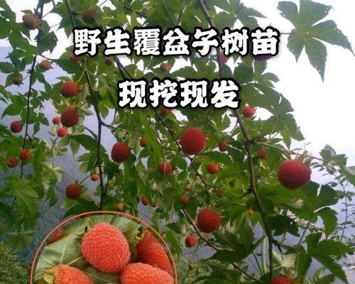 覆盆子生长环境是什么？如何在自家花园种植覆盆子？