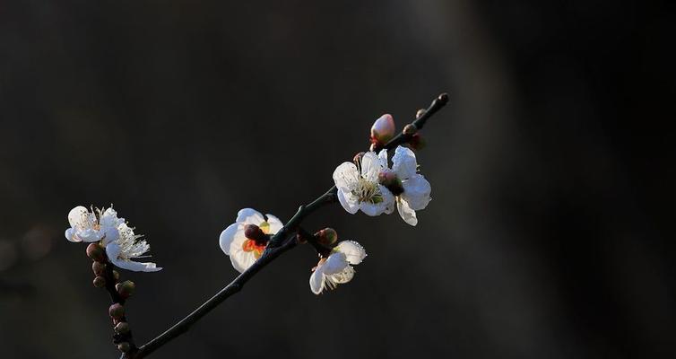 白梅花的花语是什么？了解白梅花的象征意义和文化背景？