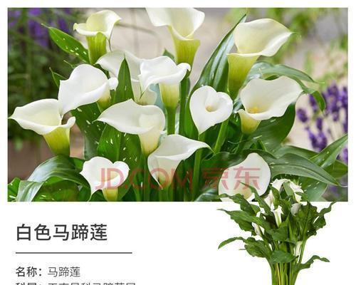 白色马蹄莲代表什么？花语和寓意有哪些？