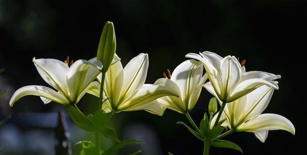 百合花花语是什么？不同颜色的百合花代表什么含义？