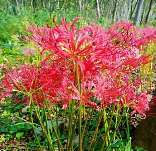 花草忽地笑的花语是什么？有哪些相关传说？