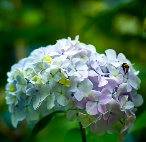 八仙花的花语有哪些含义？